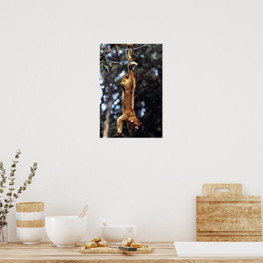 金花条 ポスター (キッチン)