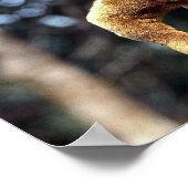 金花条 ポスター (角)