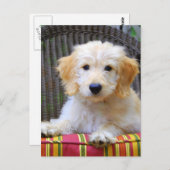 金落書きの子犬 ポストカード (正面/裏面)