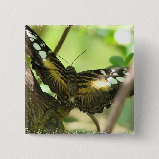 金蝶正方形Pin 缶バッジ (正面)