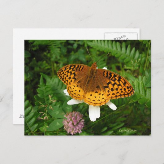 金蝶 ポストカード (正面/裏面)