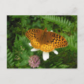 金蝶 ポストカード (正面)