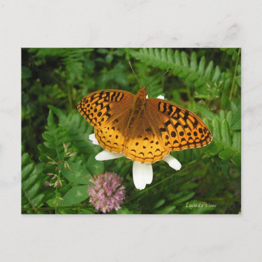 金蝶 ポストカード (正面)