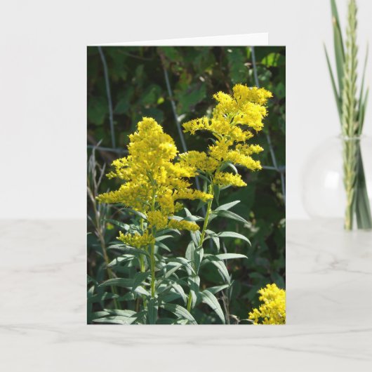 金雑草 カード (正面)