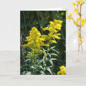 金雑草 カード (黄色い花)