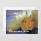 金髪かつら付きモルモット ポストカード (正面/裏面)