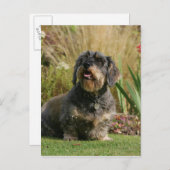 金髪の標準ダシュント ポストカード (正面/裏面)