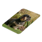 金髪の標準ダシュント マグネット (左側)