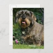 金髪の標準的なダシュント座り ポストカード (正面/裏面)