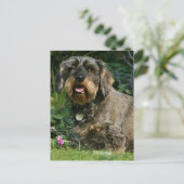 金髪の標準的なダシュント座り ポストカード (スタンド正面)