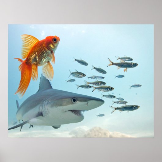 金魚とサメ ポスター (正面)