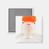 金魚のアカオウギョウ マグネット (正面/裏面)