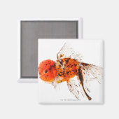 金魚のカニコ マグネット (正面/裏面)