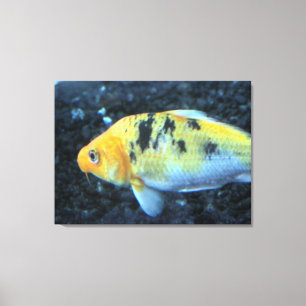 金魚のキャンバス キャンバスプリント
