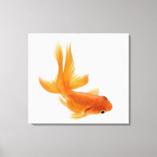 金魚のハナガキ2 キャンバスプリント (正面)