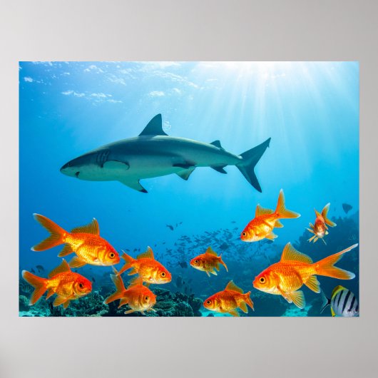 金魚の中のサメ ポスター (正面)