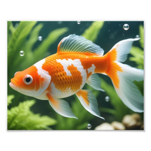 金魚の写真プリント フォトプリント            (正面)