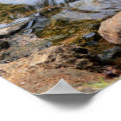 金魚の池で黒い白鳥 ポスター (角)