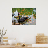 金魚の池で黒い白鳥 ポスター (キッチン)