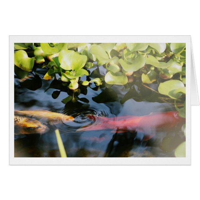 金魚の空白のなカード (正面横)