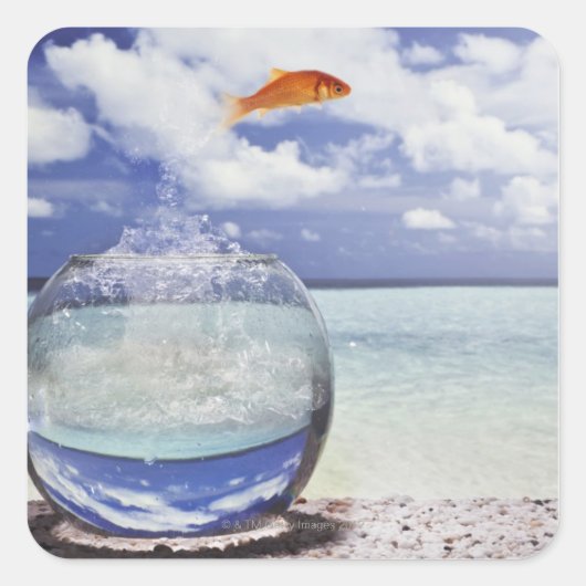 金魚の跳躍 スクエアシール (正面)