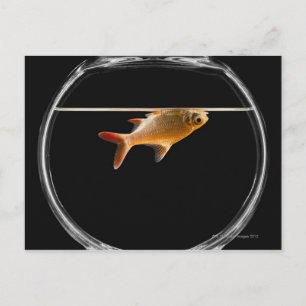 金魚の鉢2 ポストカード