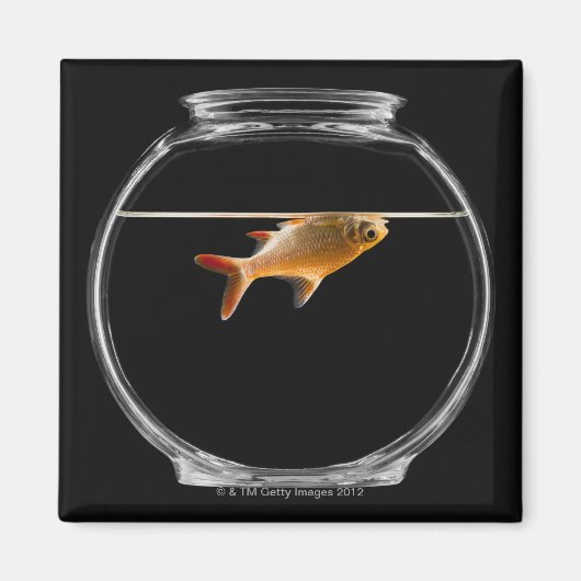 金魚の鉢2 マグネット (正面)
