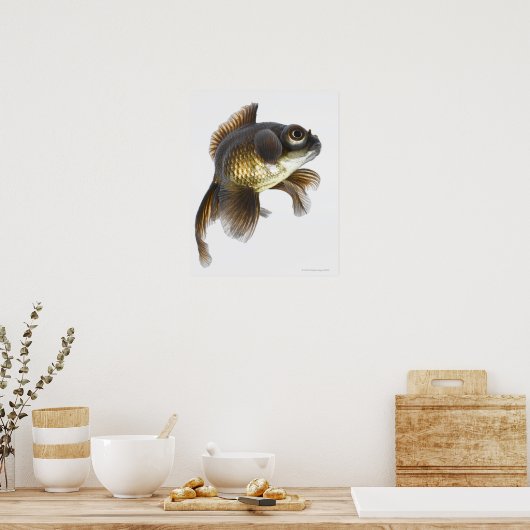 金魚の黒毛目2 ポスター (キッチン)