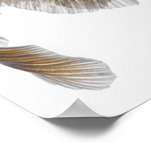 金魚の黒毛目2 ポスター (角)