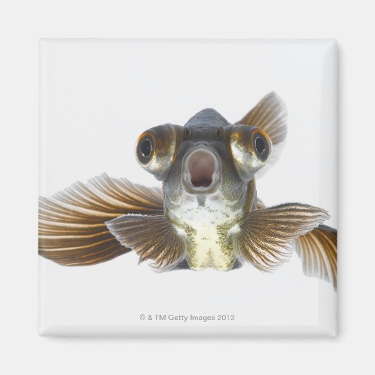 金魚の黒毛目 マグネット (正面)