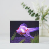 金魚はがき ポストカード (スタンド正面)