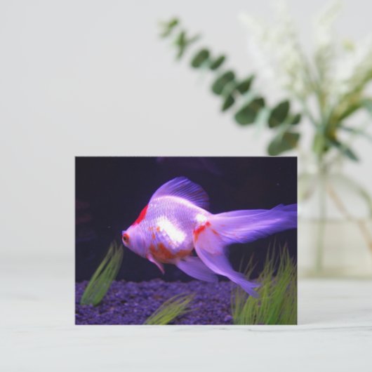 金魚はがき ポストカード (スタンド正面)