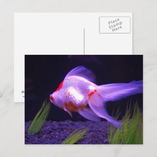金魚はがき ポストカード (正面/裏面)