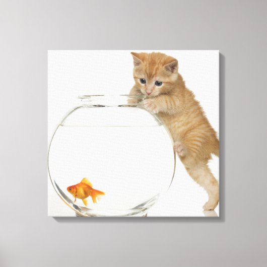 金魚を狙う子猫 キャンバスプリント (正面)