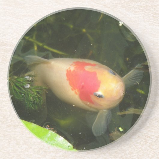 金魚コースター コースター (正面)