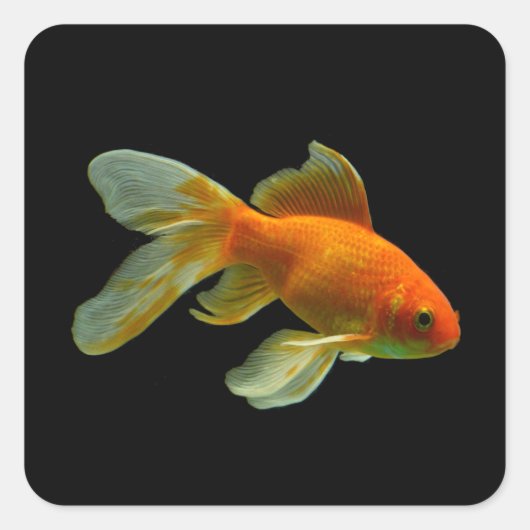 金魚ファンシーのステッカー スクエアシール (正面)