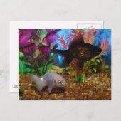 金魚ファンシーライオン頭黒い荒野 ポストカード (正面/裏面)