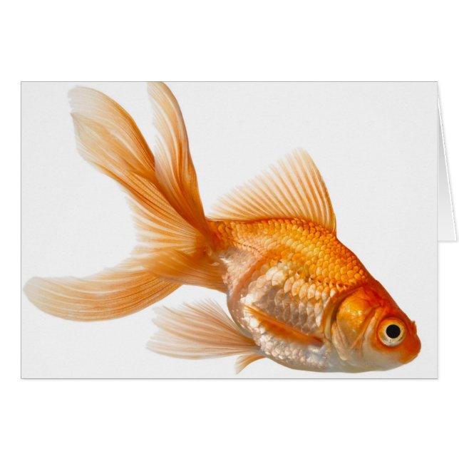金魚ファンシー (正面横)