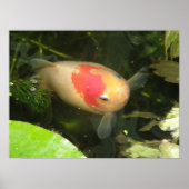 金魚プリント ポスター (正面)