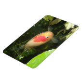 金魚プレミアムマグネット マグネット (左側)