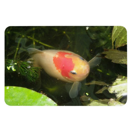 金魚プレミアムマグネット マグネット (横)