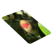 金魚プレミアムマグネット マグネット (右側)