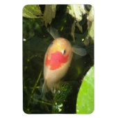金魚プレミアムマグネット マグネット (縦)