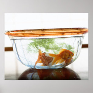 金魚ボール ポスター