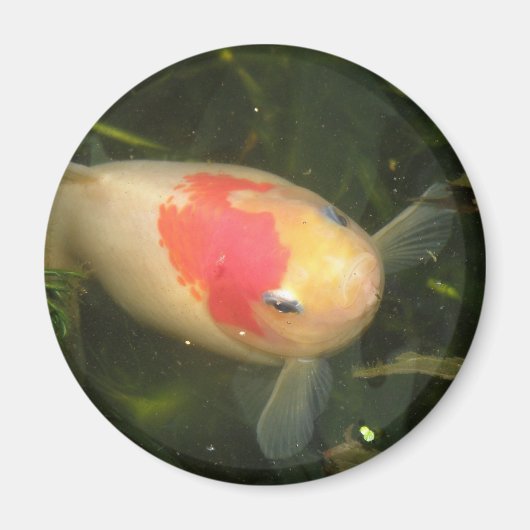 金魚マグネット マグネット (正面)