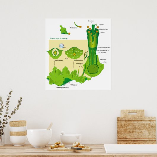 金魚草の植物ダイアグラムのライフサイクル ポスター (キッチン)