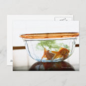 金魚鉢 ポストカード (正面/裏面)