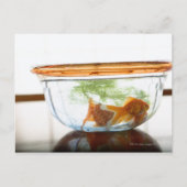 金魚鉢 ポストカード (正面)