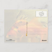 金魚2匹 ポストカード (裏面)