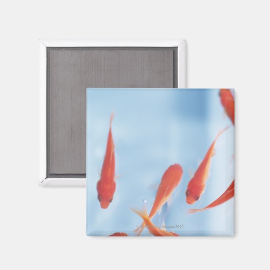 金魚2 マグネット (正面/裏面)